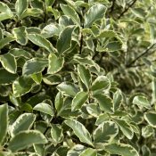 Pittosporum tenuifolium 'Variegatum’ 