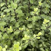 Pittosporum tenuifolium 