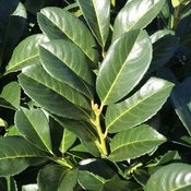 Prunus Etna (Foliage)