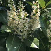 Prunus laurocerasus ‘Rotundifolia’