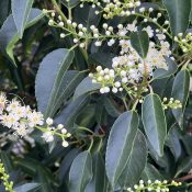 Prunus lusitanica ‘Angustifolia’ 