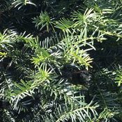 Taxus baccata (Foliage)