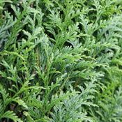 Thuja Atrovirens (Foliage)