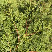 Thuja Brabant