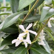 Trachelospermum jasminoides
