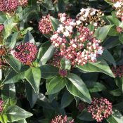 Viburnum Eve Price