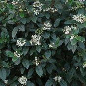 Viburnum tinus (Foliage)